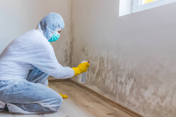 Licensed Attic Mold Remediation service in Quantico, VA - 24 Hour Mold Removal