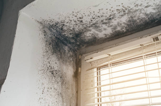Affordable Attic Mold Remediation solutions in Quantico, VA